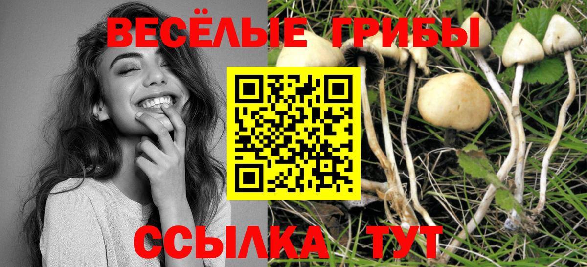 Лыткарино  Галлюциногенные грибы Psilocybe  Вход с VPN 